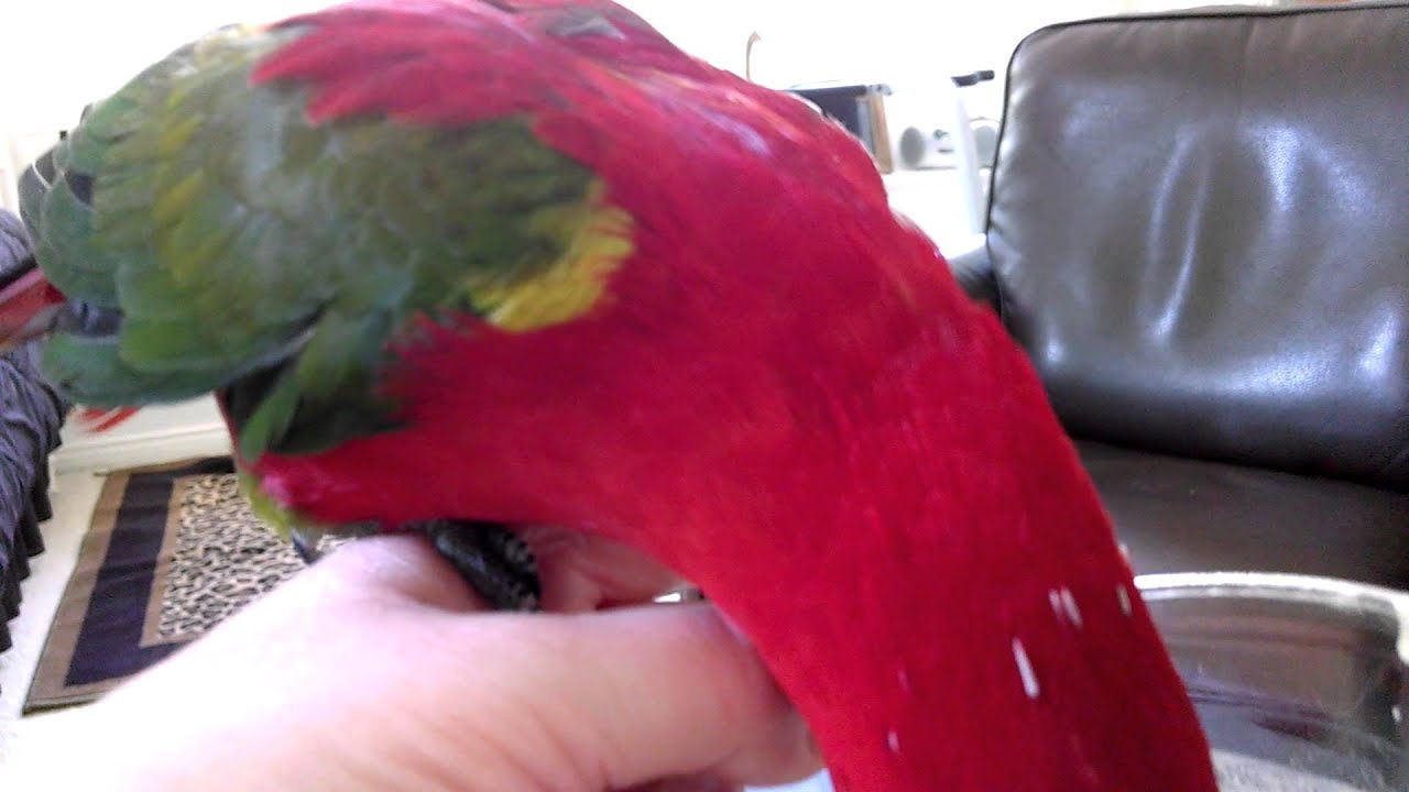 Chattering Lory Eating and Talking