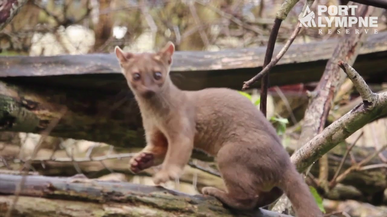 Playful Fossa Pups at Port Lympne Reserve