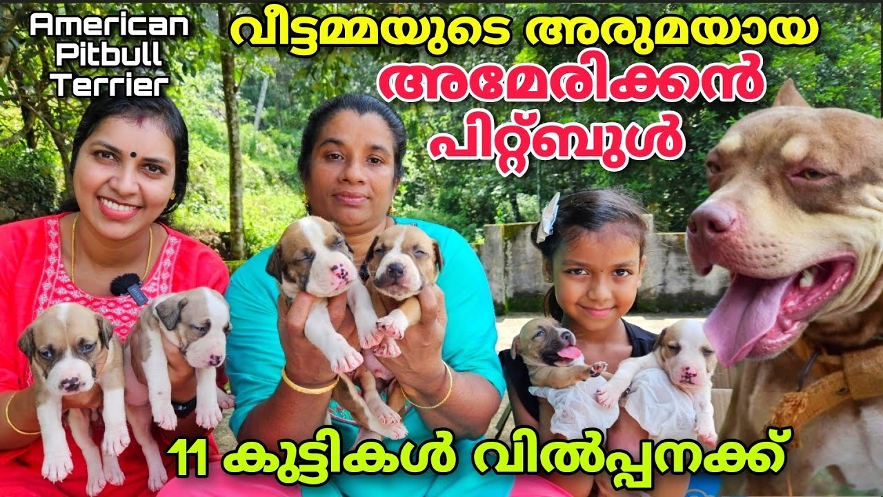 American Pitbull Terrier puppies for sale | Pathanamthitta | Apbt |