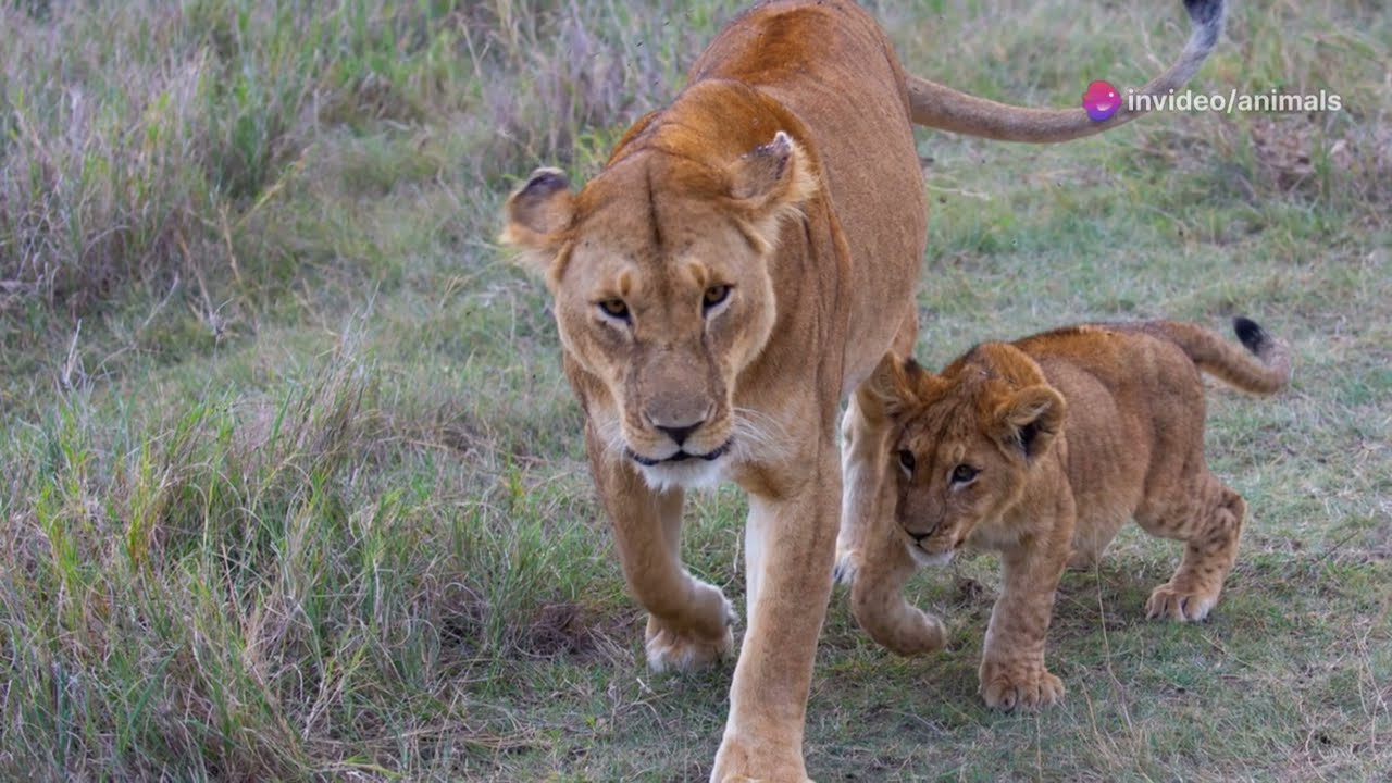 THE WEIRDEST Animal Parenting Behaviors Revealed! #animalparenting #wildlifecare