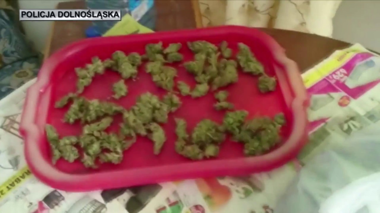 Ogromna plantacja marihuany na Dolnym Śląsku