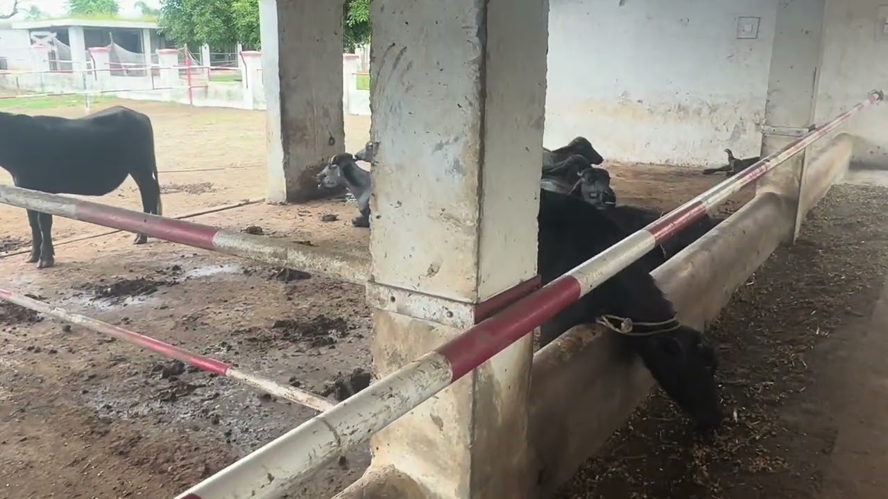 Masha’allah hamari Eik our cow ne calf diya hai