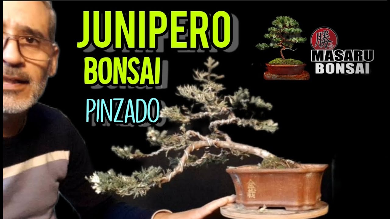 COMO pinzar y porque UN BONSAI JUNIPERO