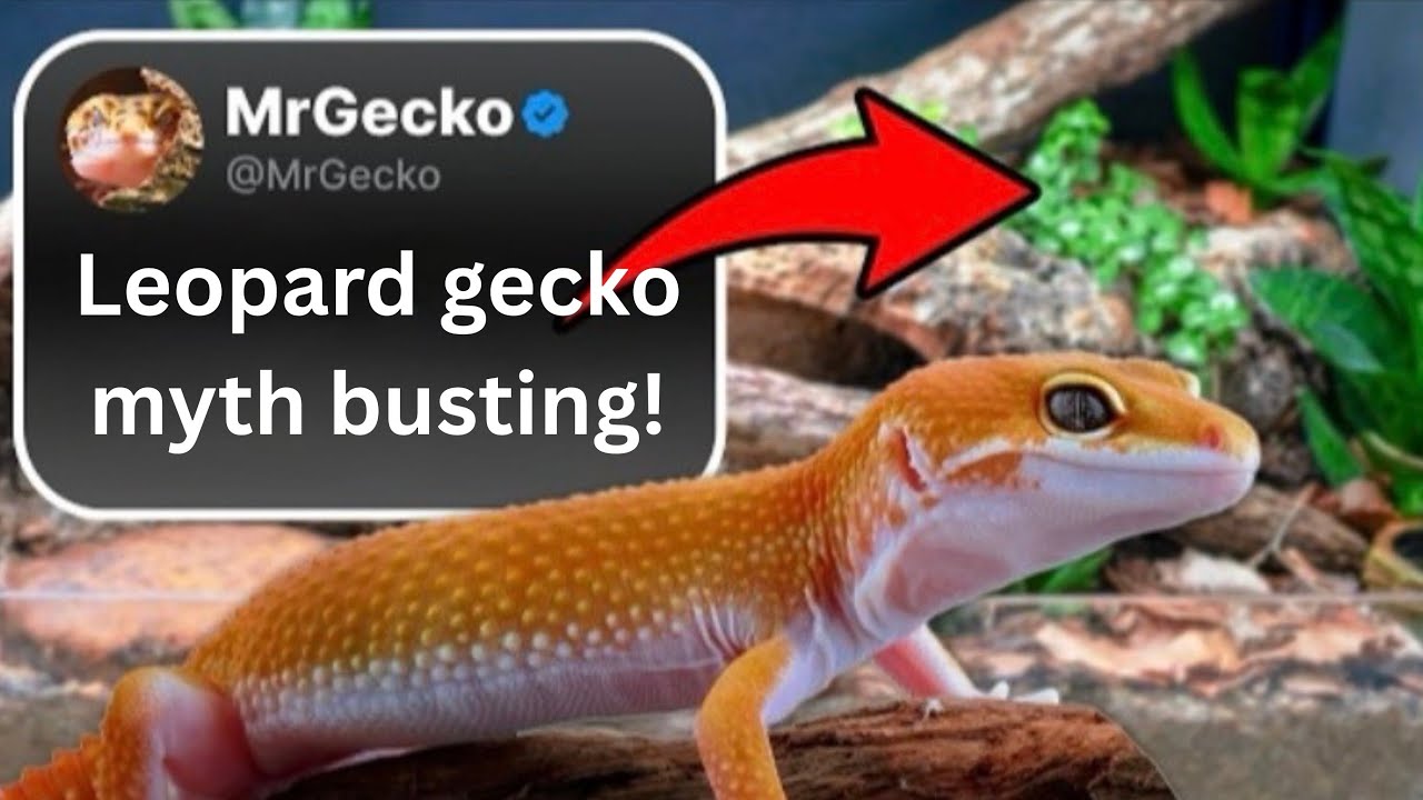10 leopard gecko myths debunked - from someone who’s never owned one!