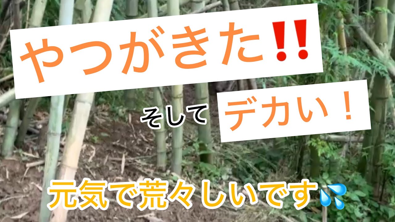 久しぶりの大物！？　#田舎暮らし　#イノシシ　#箱罠　 #猟友会　 #駆除　 #畑　 #田舎　 #jj #caçar #domuzavı #jagd #猪　#捕獲