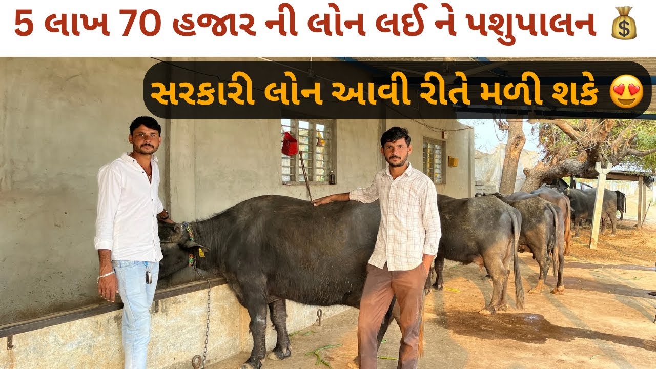 સરકારી લોનથી પશુપાલન 😍 | 5.70 લાખ લોન 💰| બન્ની ભેંસ સફળતા કહાણી.