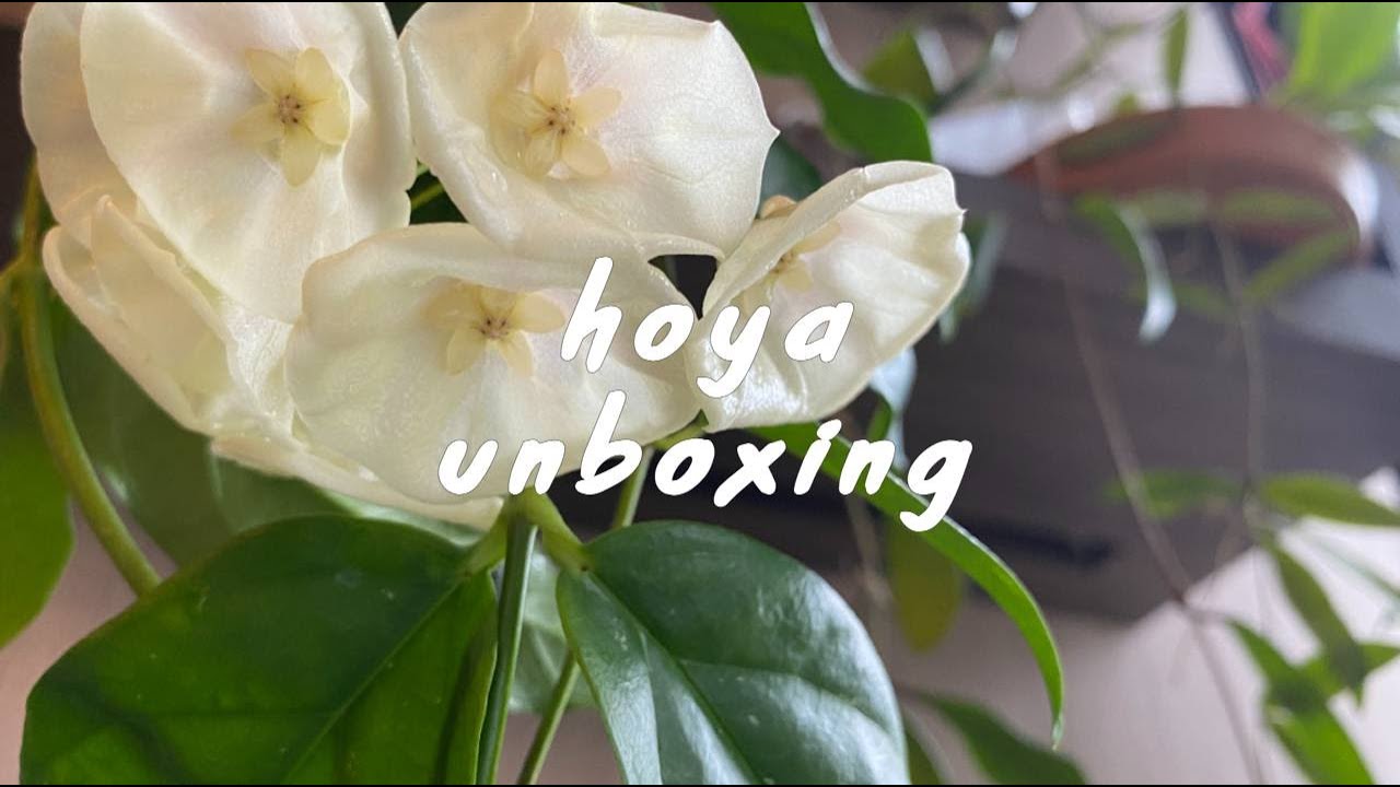 ep29 yu vlog｜超多毬蘭開箱🌿，一口氣開了15棵🙈，plant unboxing，#觀葉植物 #毬蘭 ｜yu.