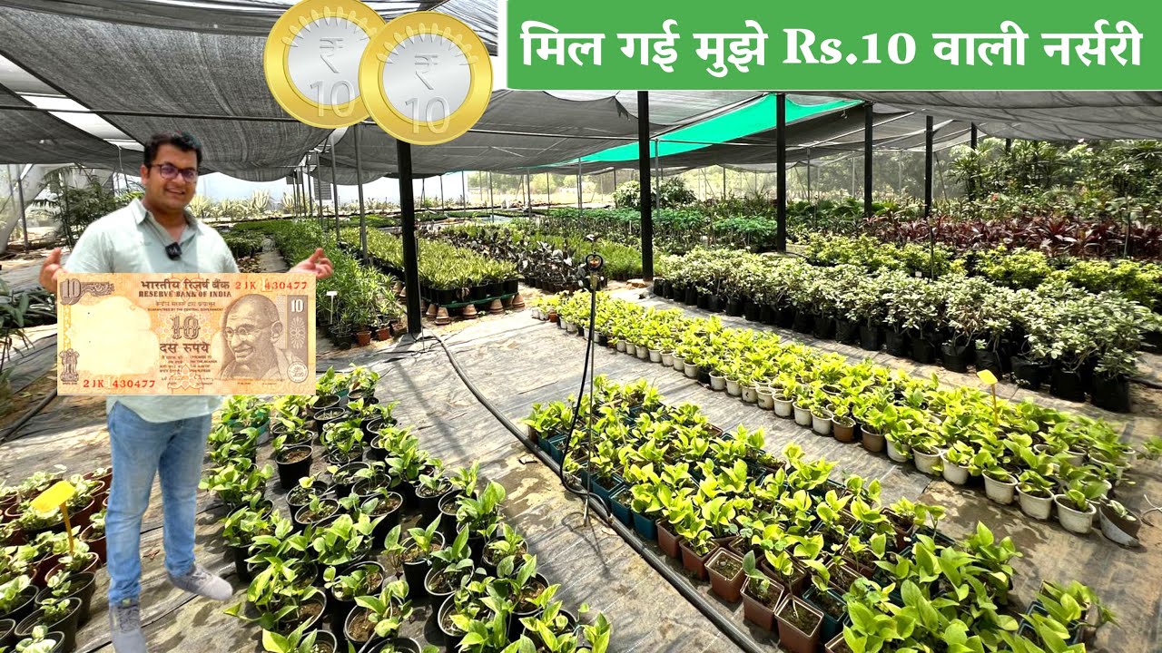 मिल गई मुझे Rs10 वाली नर्सरी  इससे सस्ता प्लान क्या लोगे The Green Boutique Nursery