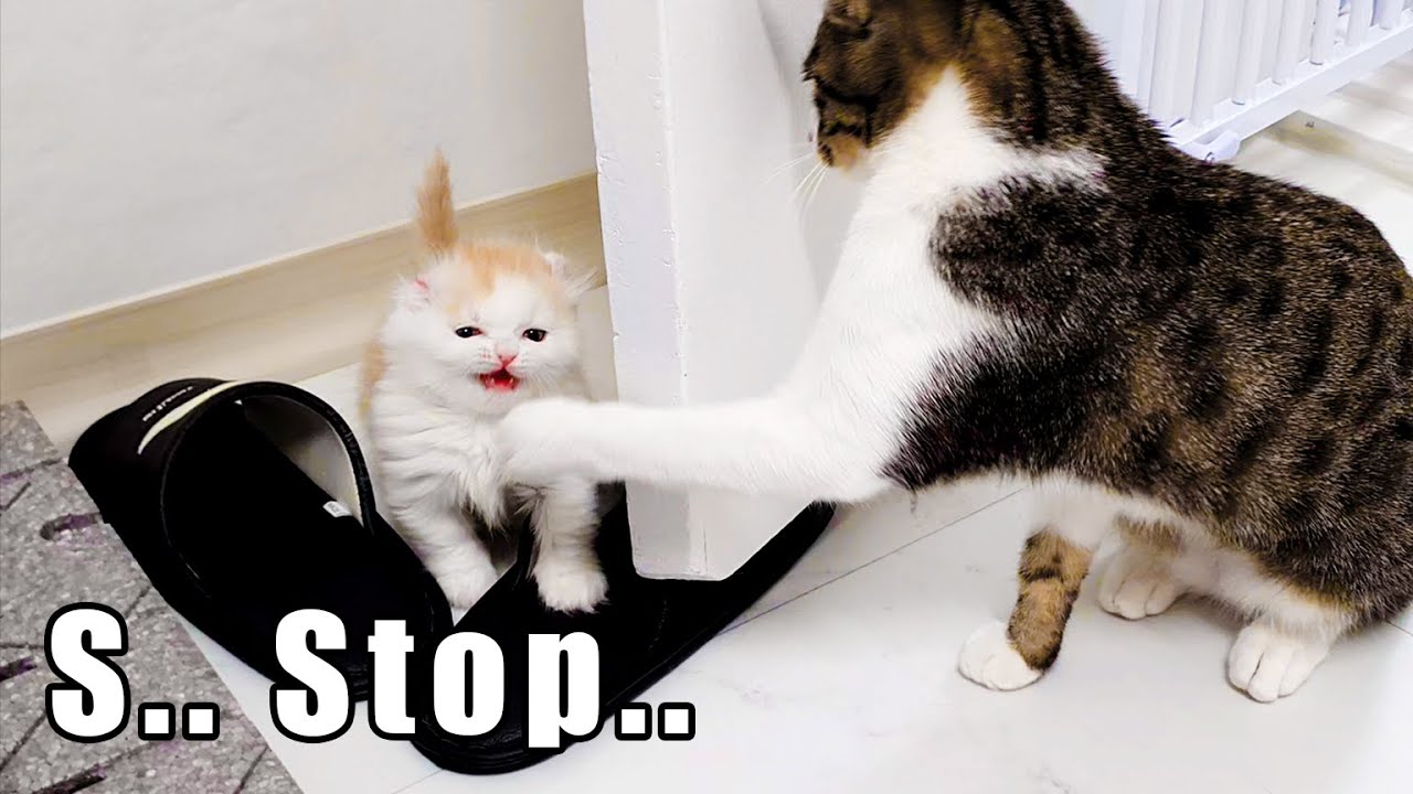 When My Cat first met the Munchikin Kitten│Aggressive