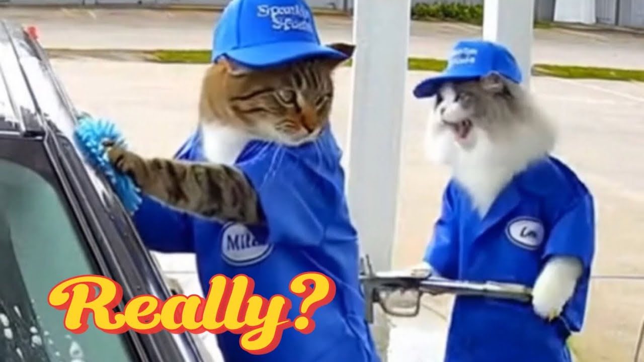 Cats Fighting Over The Most Petty Reasons 😂