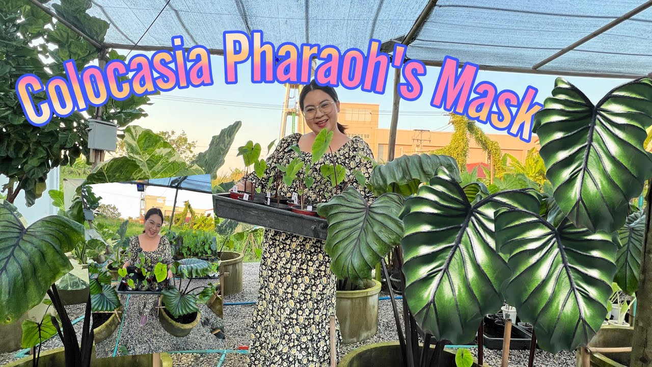 Colocasia Pharaoh's Mask. Ep.26 ตัดข้อ/ไหล  ชำข้อ  วิธีการชำ อุปกรณ์การชำ