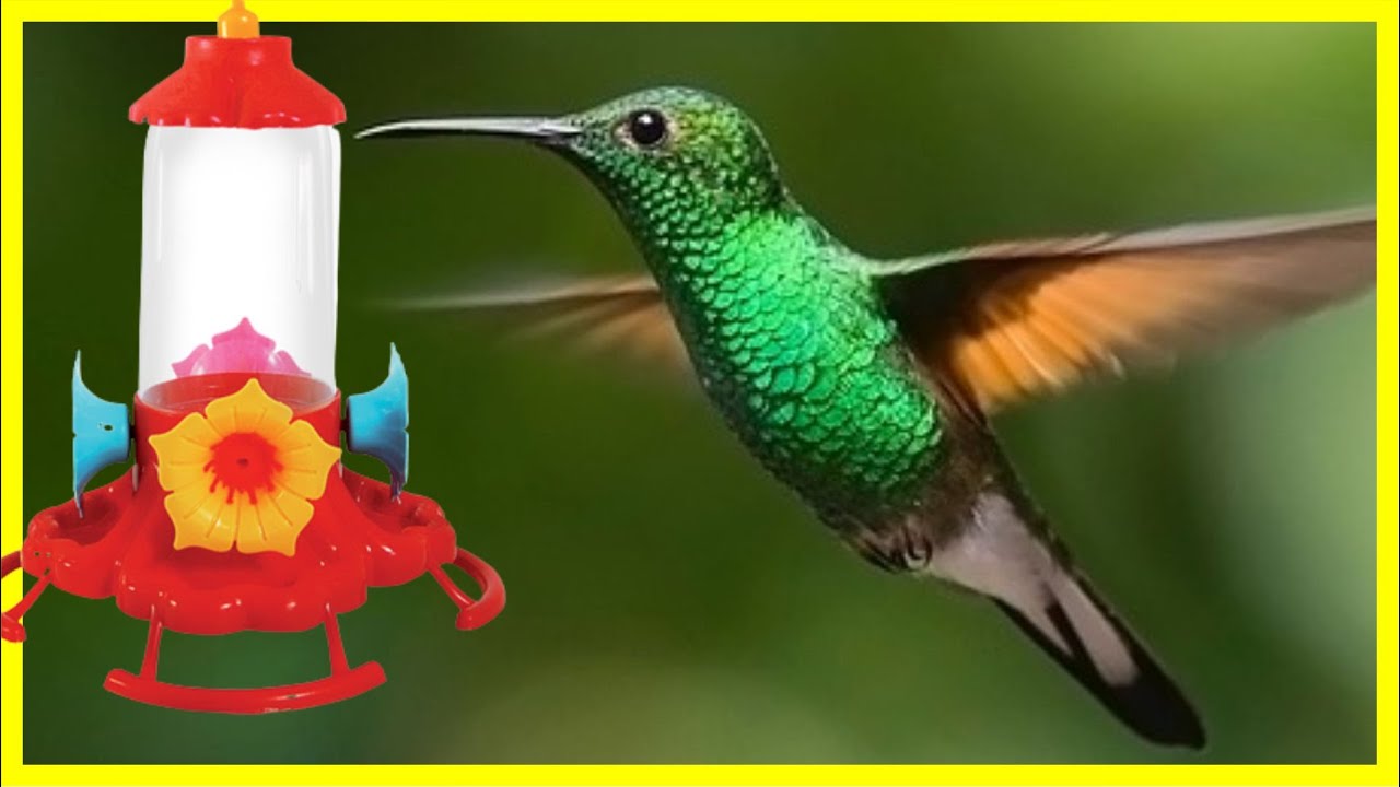 BEIJA FLOR CANTANDO CANTO PARA ATRAIR BEIJA FLOR