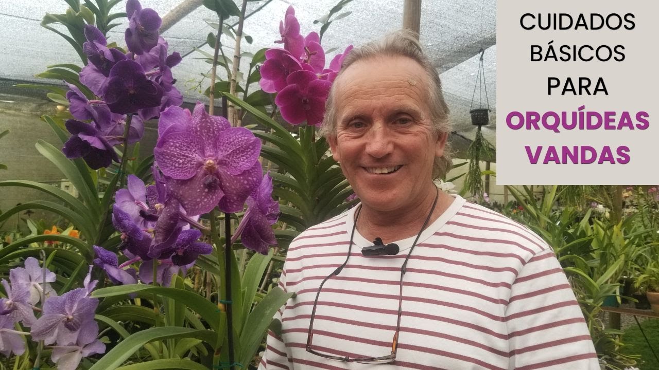 Cuidados básicos para orquídeas Vandas