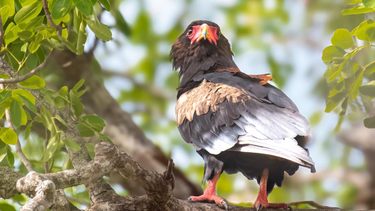 Bosompixels Photography: Bateleur Eagle - The Majestic Skydancer