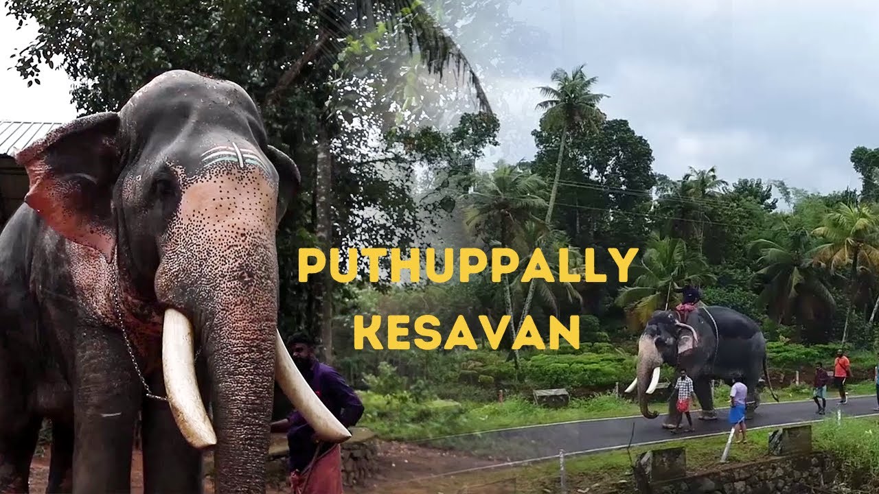 EP 04 | Majestic Elephant of Kerala Walk | Puthuppally Kesavan Family Visit