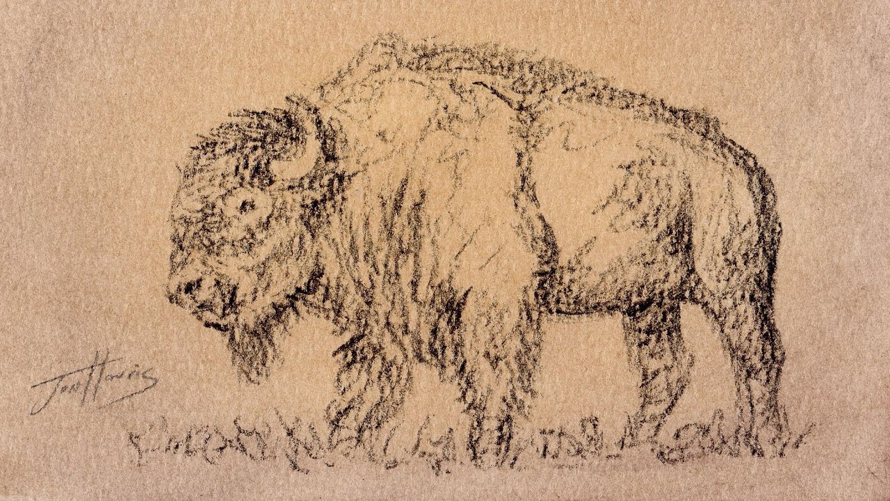 Drawing Sketch of a Buffalo with a Charcoal Pencil