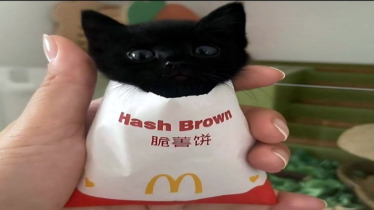 cats being confused again