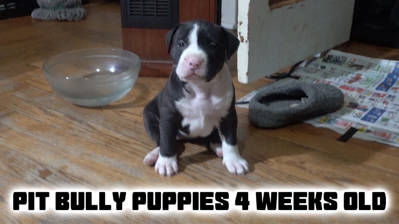 4 Week Old Puppies Fighting And Playing!!!