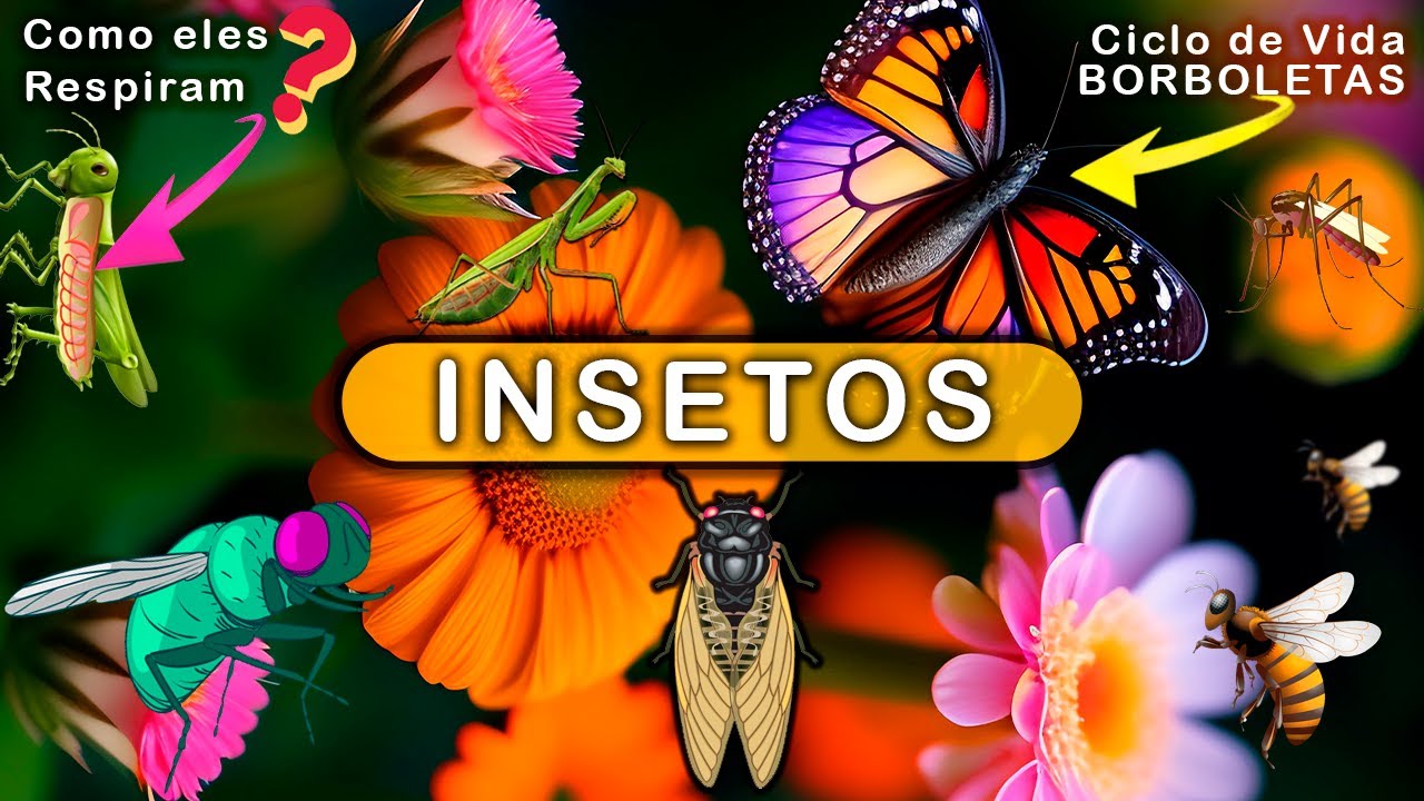 INSETOS - A MAIOR CLASSE DE ANIMAIS DO PLANETA.