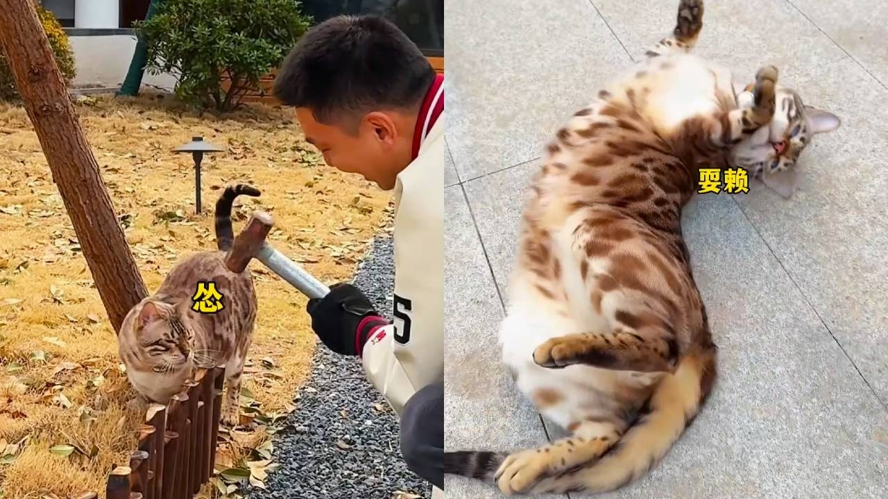 兩個破壞王又把院子嚯嚯了… 貓狗大戰即將開始！#貓咪小院 #貓咪小院的日常 #小鋒小志