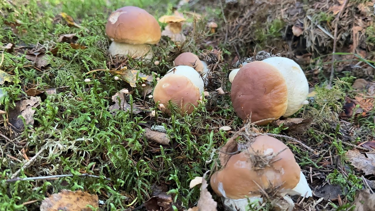 ไฮไลท์สวยๆ (Rerun) Boletus edulis  Mushrooms  🍄‍🟫 เอามาให้ชมหลังสิ้นสุดฤดูกาลเก็บเห็ด 