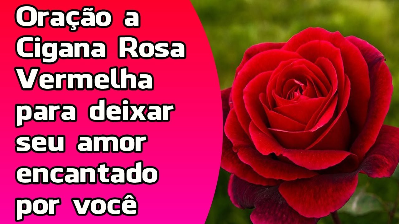 Oração a Cigana Rosa Vermelha para deixar seu amor encantado por você