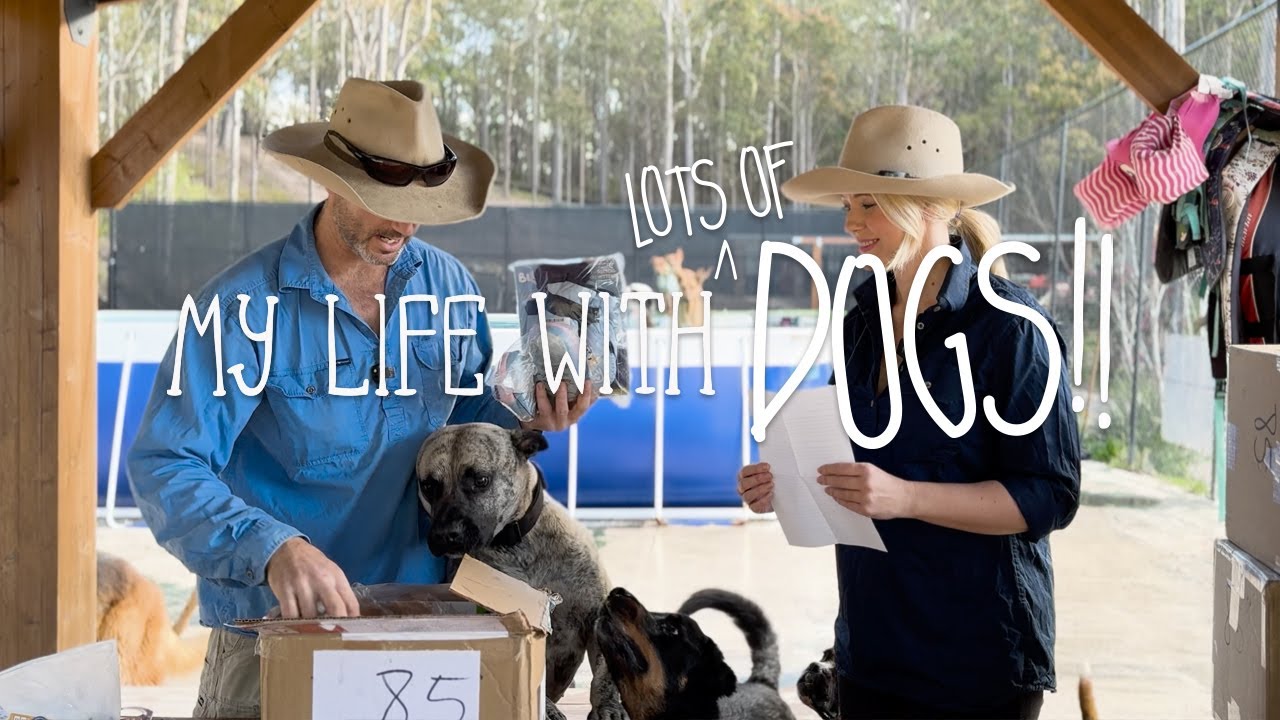 My Dogs Receive Mail