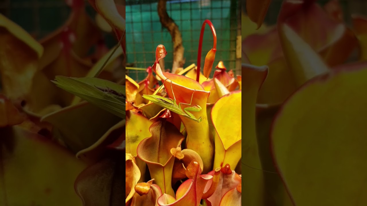 Gottesanbeterin und Heliamphora nutans #botanischergarten