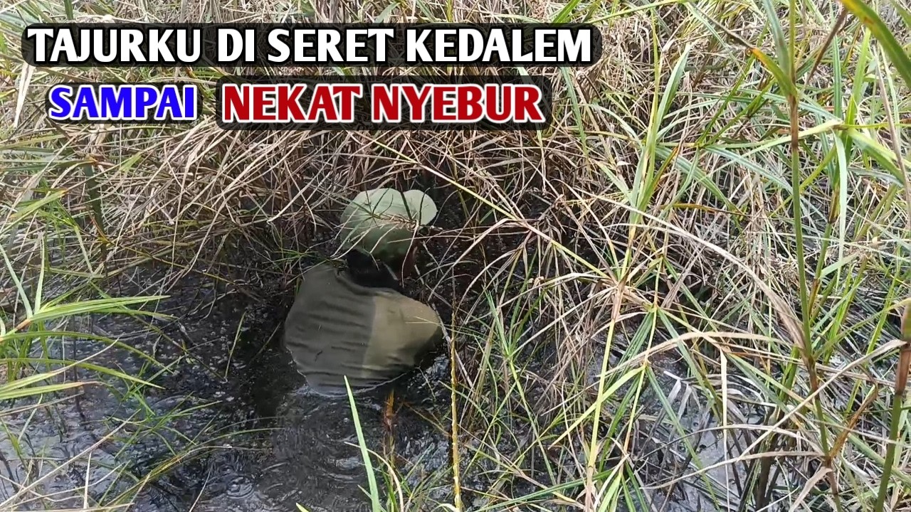 UGAL UGALAN..!! PASANG TAJUR DI SPOT BELUM TERJAMAH SARANG PREDATOR GABUS DAN LEMBAT #BA-33