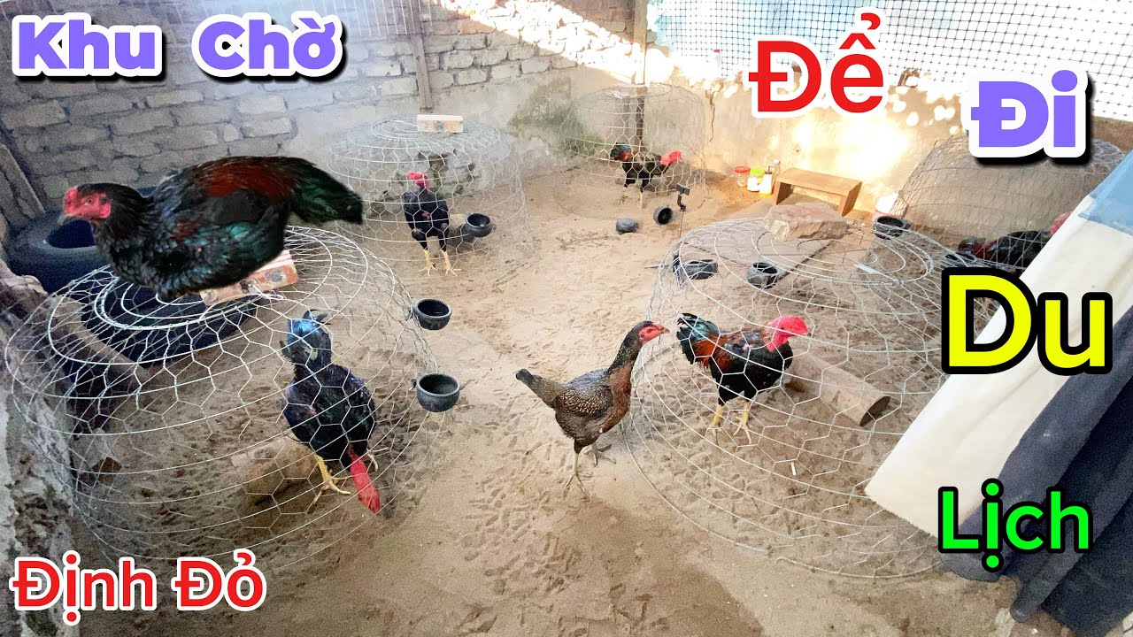 Cận Cảnh Khu Gà Chuẩn Bị Đi Du Lịch Và Lý Do Em Gà Tơ Bị Đau Chân Không Đứng Nổi | Định Đỏ