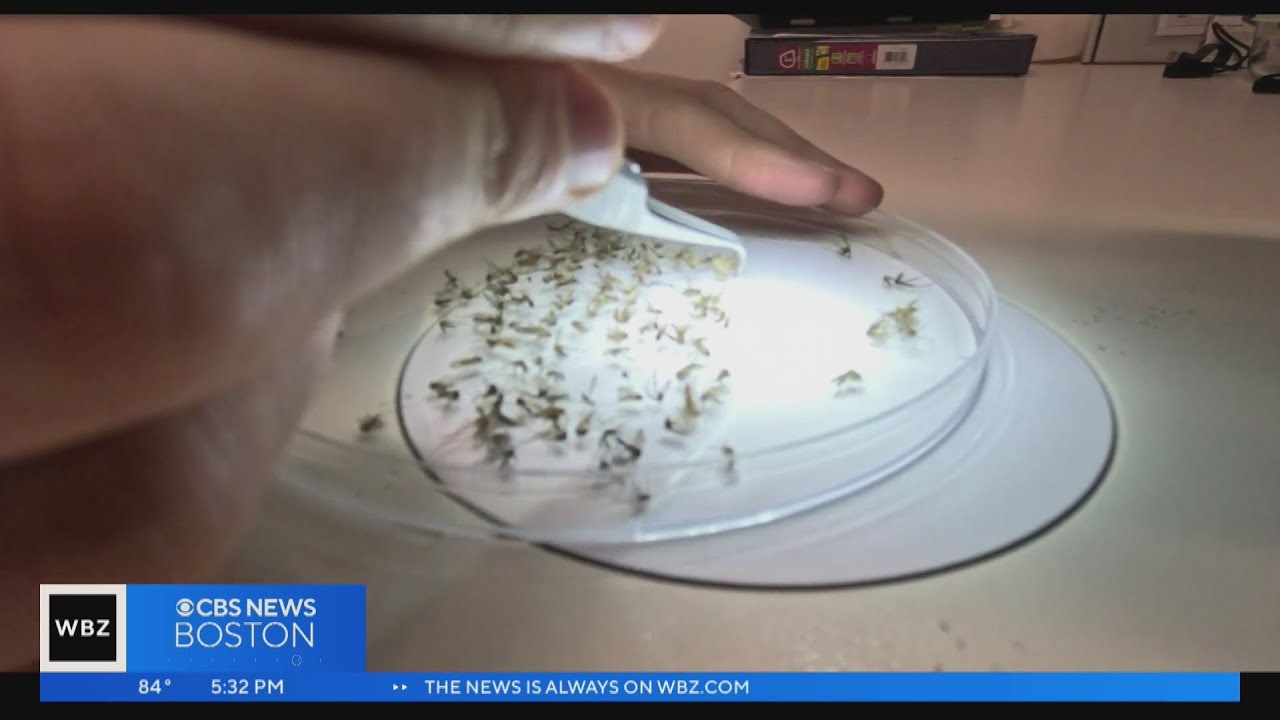 Massachusetts mosquito population expected to increase after rain, humidity
