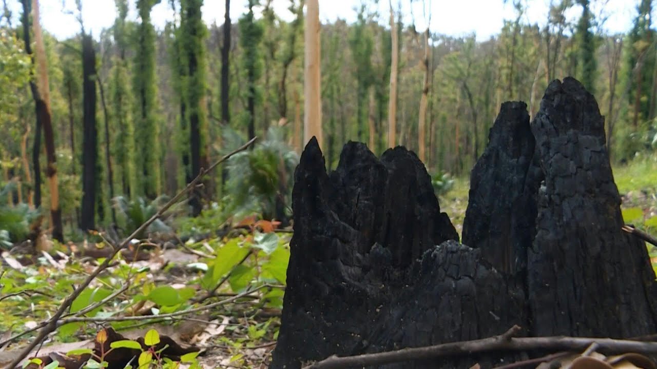 Virus slows Australian bushfire recovery | AFP