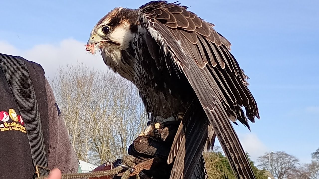 Birds of prey demonstration @TheScottishDeerCentre - kestrel 