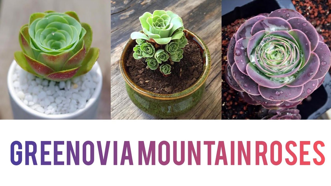 Rose shaped succulents/ Greenovia mountain roses.