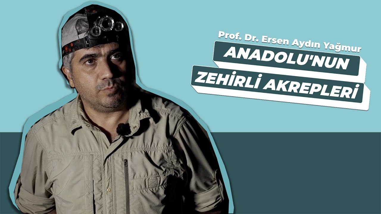 Anadolu'nun Zehirli Akrepleri | Anadolu Kadim Doğa