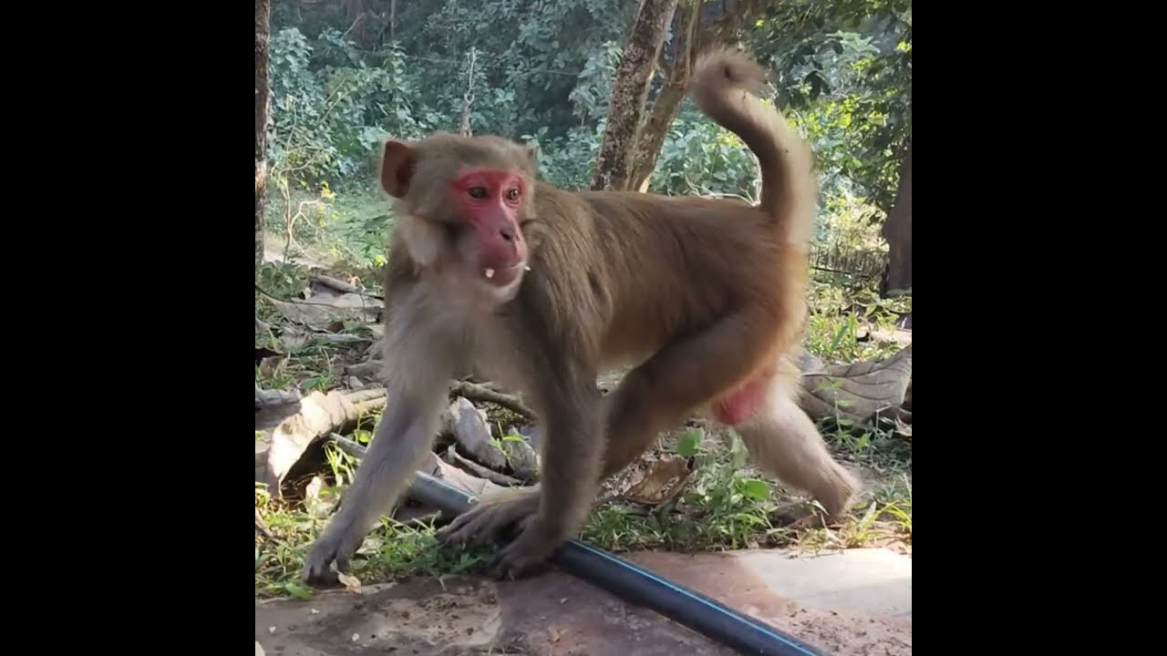 🐒 Monkey King  🐒