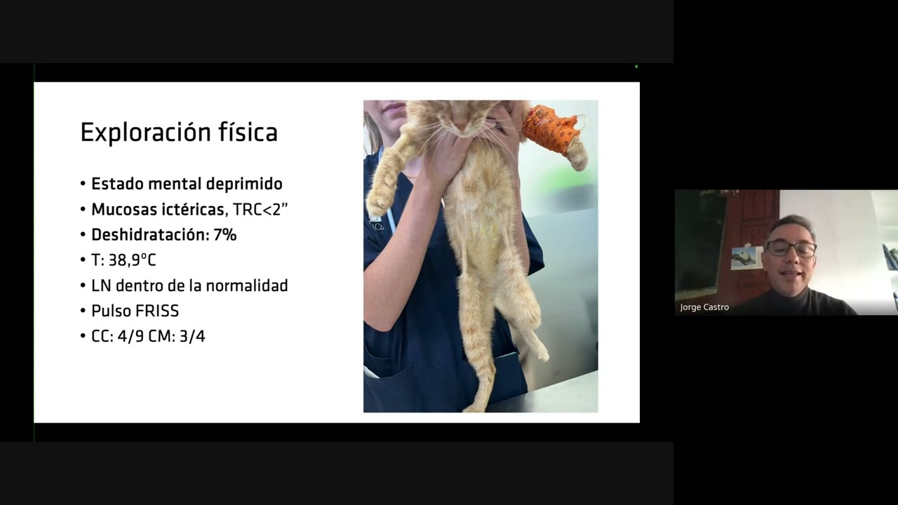 Colangitis Felina: Diagnóstico, Tipos y Últimas Novedades​ - Vetilea Talks