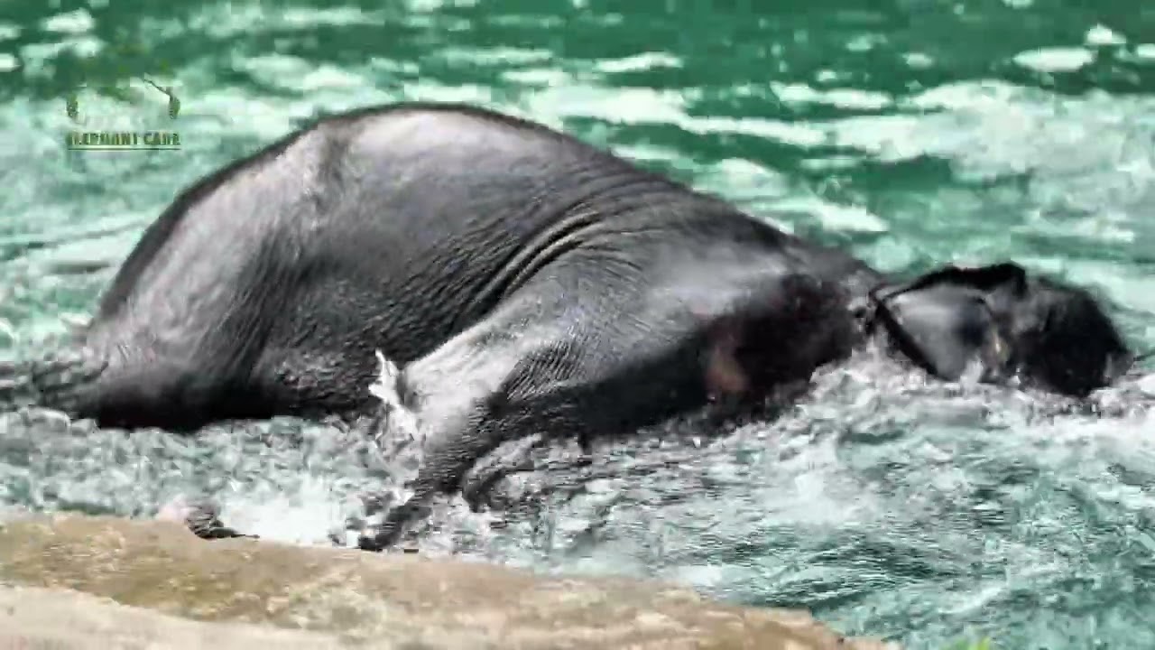 Phuket Mountain Elephant Care