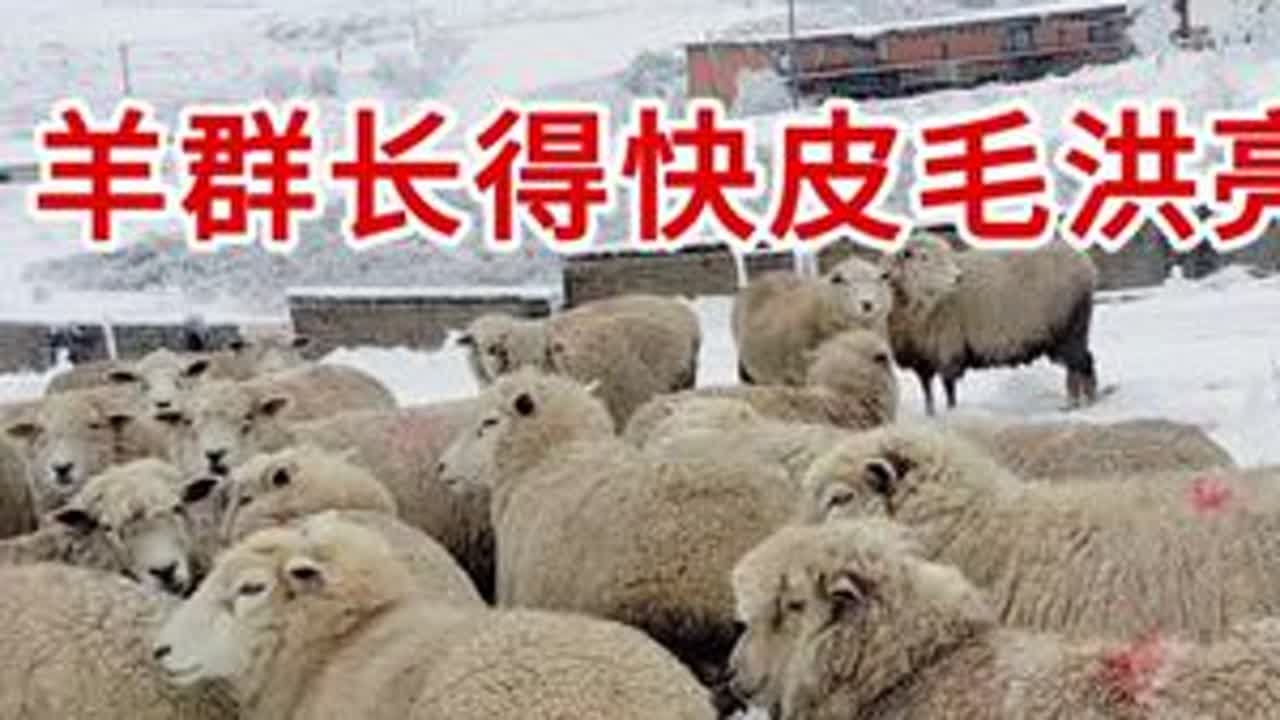 冬季养羊这样喂吃得多长得快，皮毛洪亮 #羊  #牛羊养殖  #养羊  #农村养羊