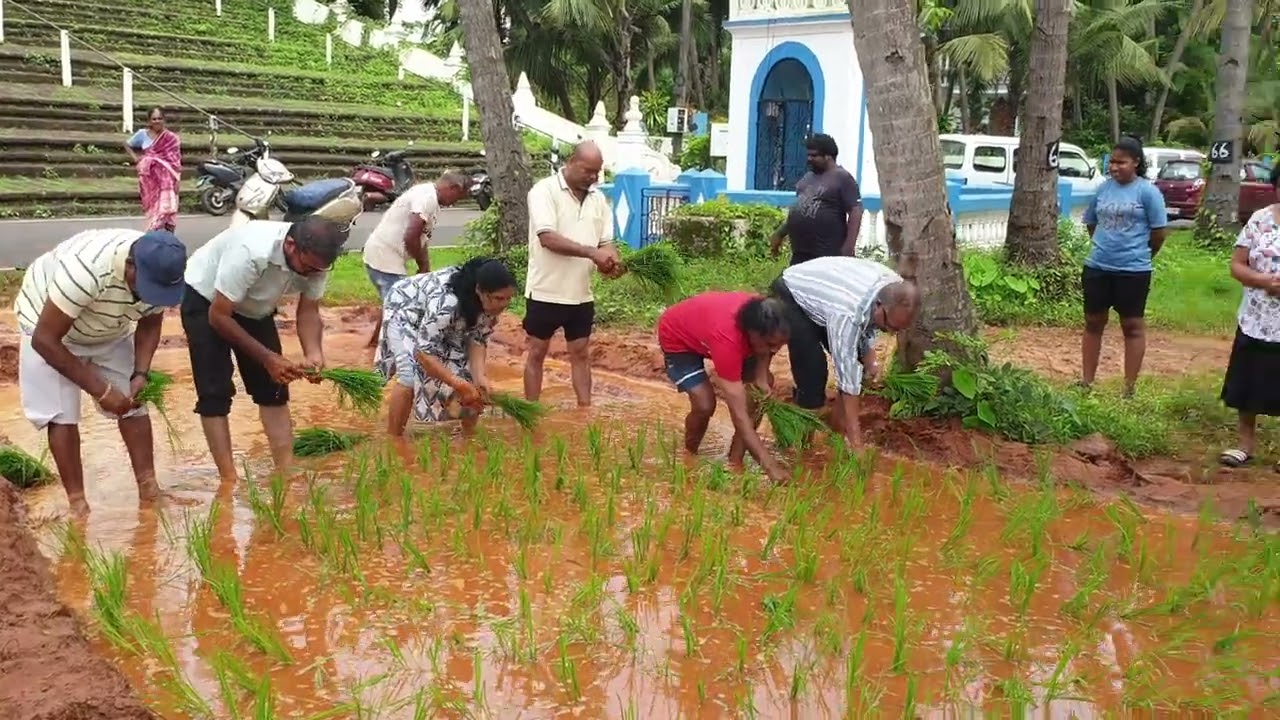 8 July 2025 | Reis Magos Church Goa | Symbolic Planting of Rice | Fr. Benjamim Rock Victoria.