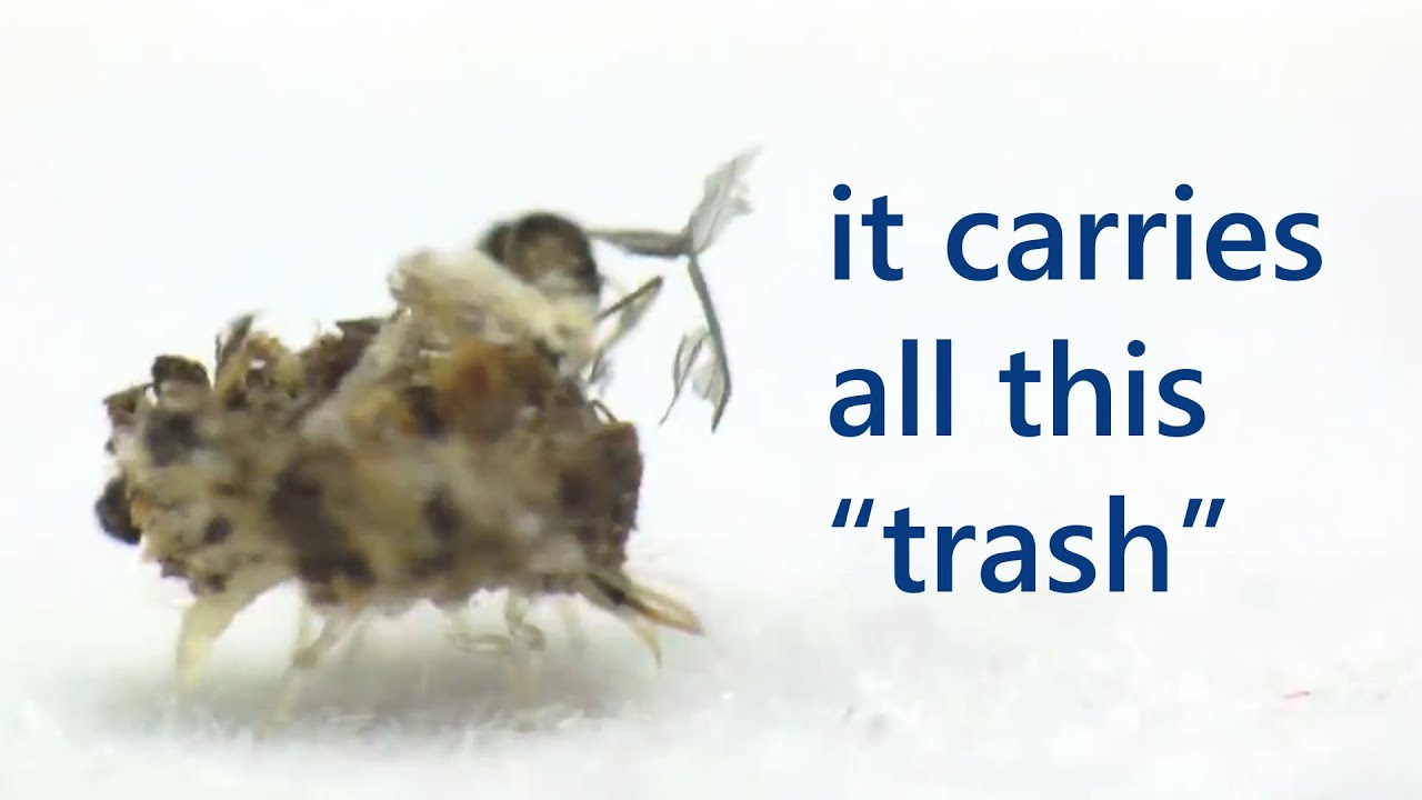 Trash Bug - Lacewing Larva Macro