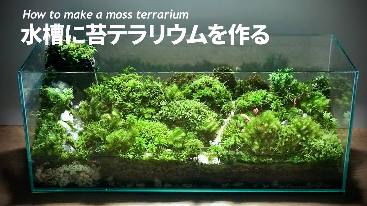 【苔テラリウム】水槽に小さな緑を作る　Moss Terrarium