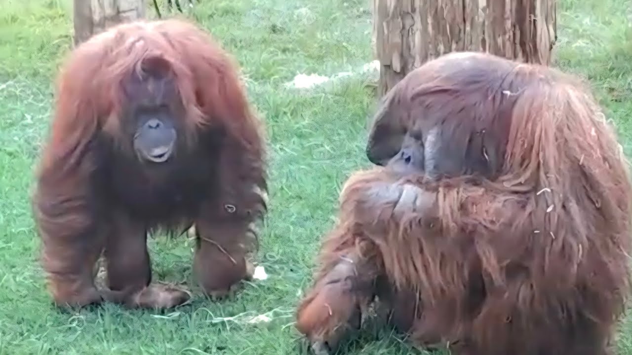 Bornean Orangutans Batu and Maliku