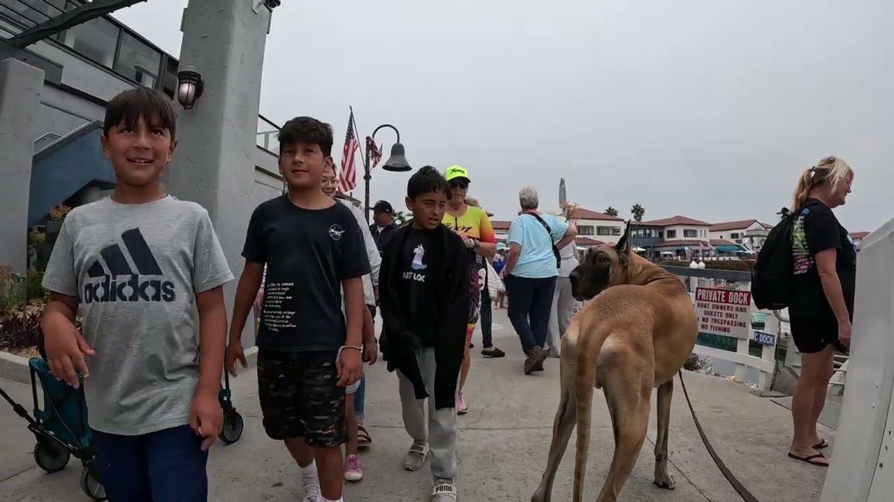 Cash 2.0 Great Dane meeting new people in Ventura Harbor 25
