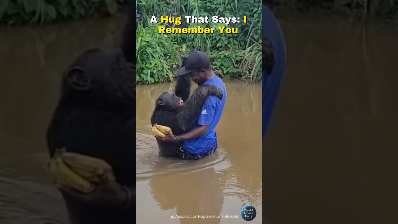 He Remembers &mdash; Watch This Chimp&rsquo;s Emotional Reunion