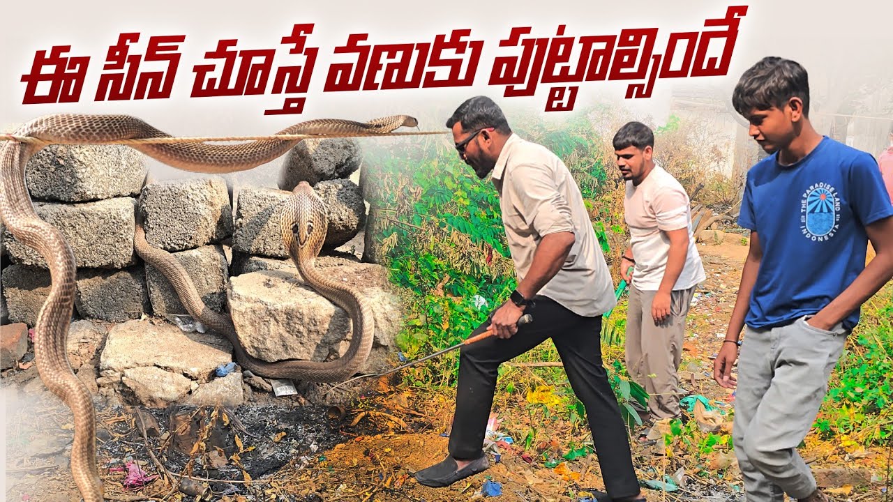 ఈ సీన్ చూస్తే వణుకు పుట్టాల్సిందే..!! cobra snake Rescue 😱 contact 7396969617