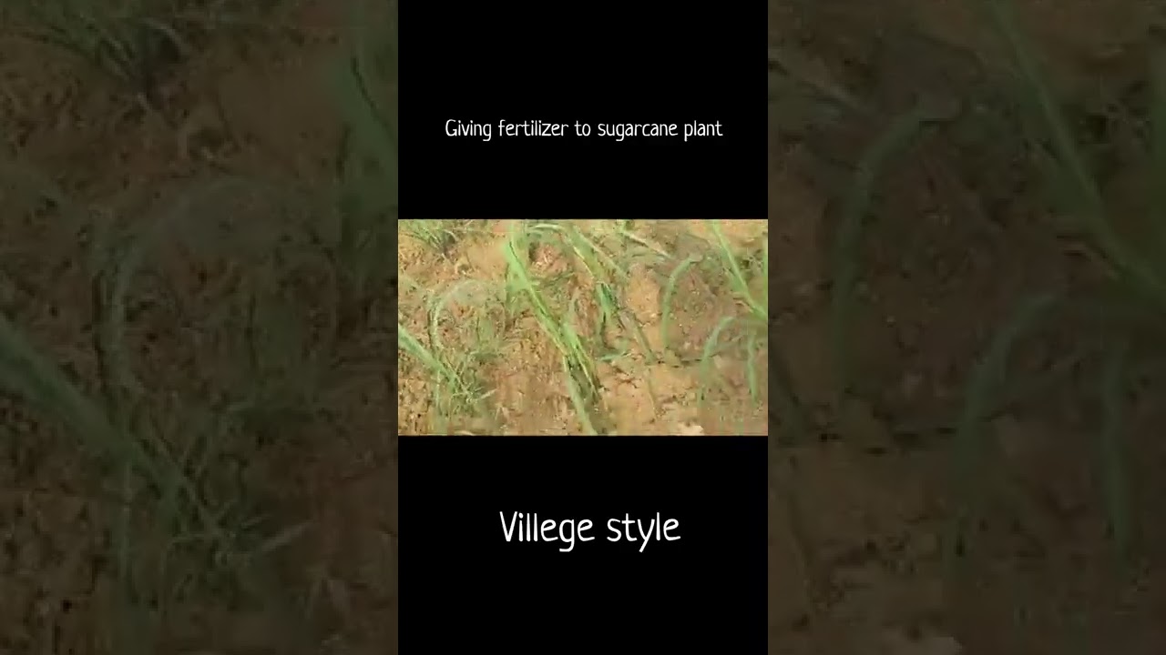 Giving fertilizer to sugarcane plant 🤩🤩🤩 #shortsvideo#shorts #sugarcane