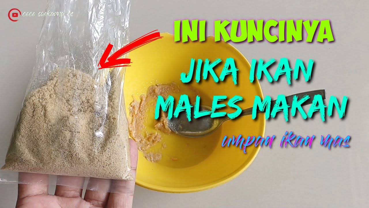 Umpan amisan udang rebon terbaru, murah dan simpel