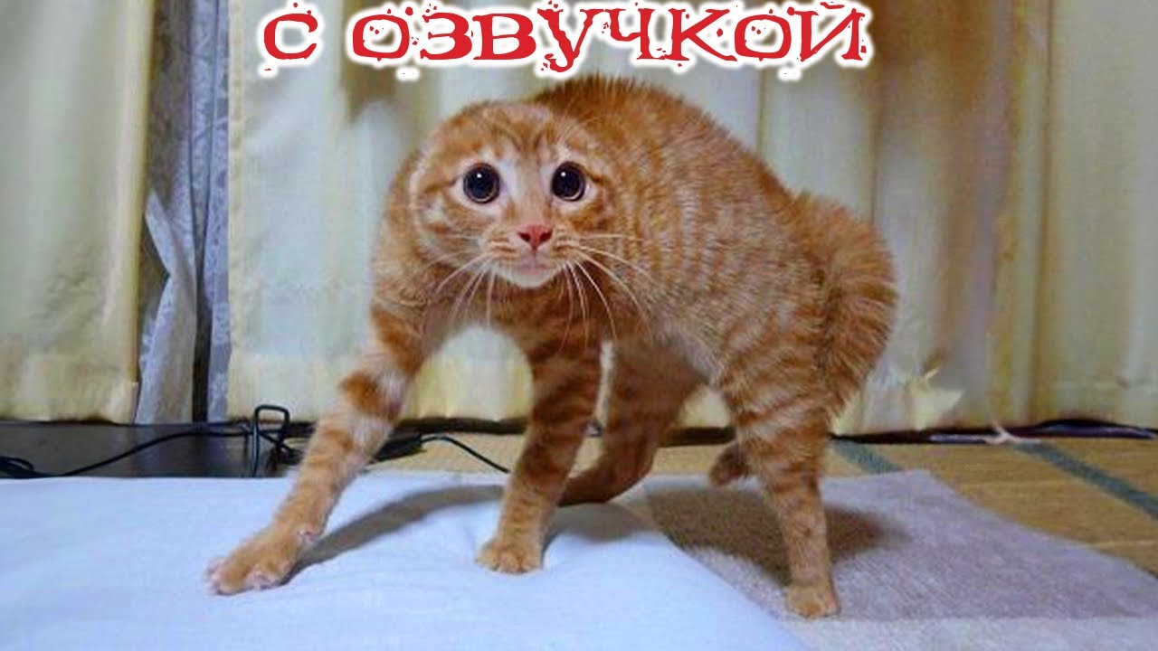 Приколы с котами! С ОЗВУЧКОЙ!!! - Смешные коты! Самые смешные животные!