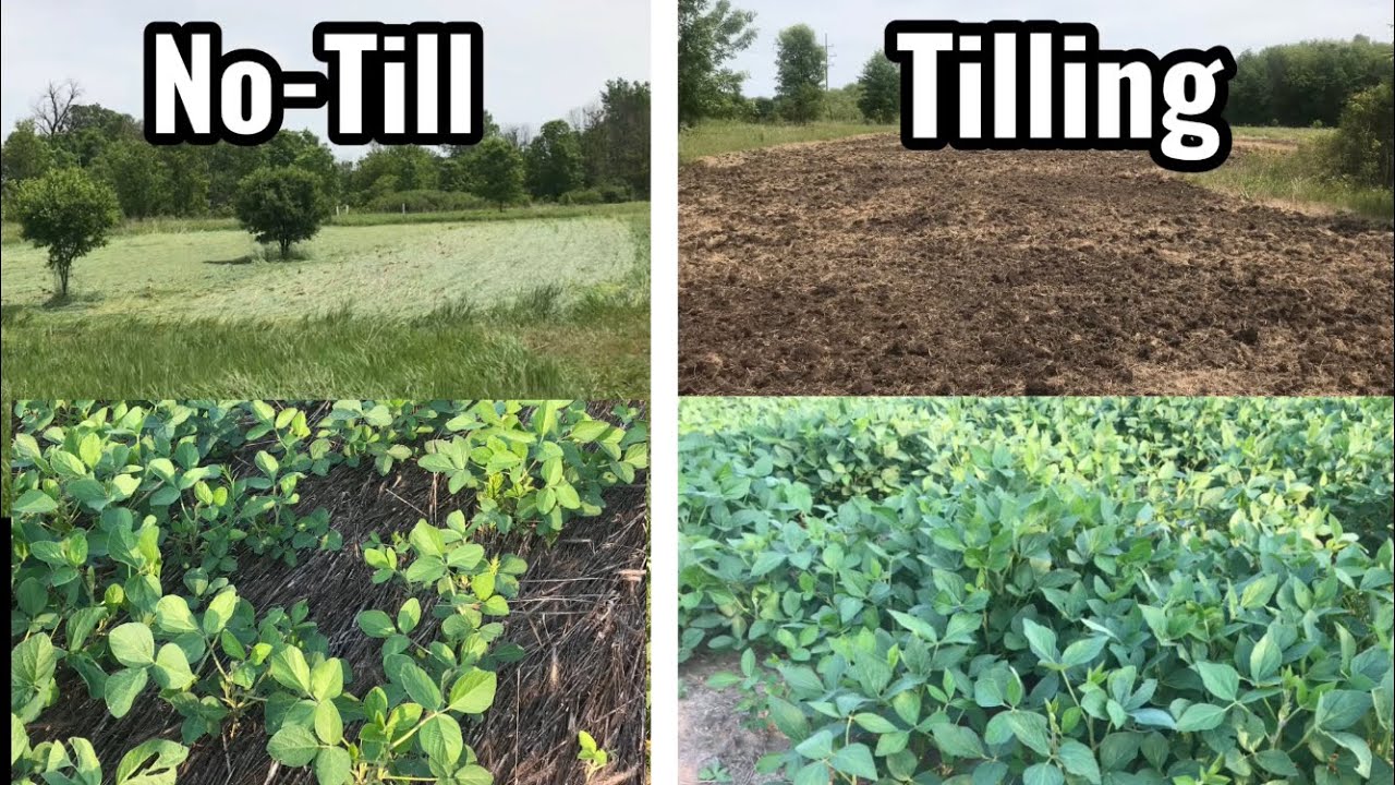 Broadcasting Soybeans No-Till vs Tilling